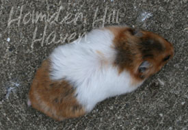 Starla- Golden Tortoiseshell and White (Banded) Satin Shorthaired